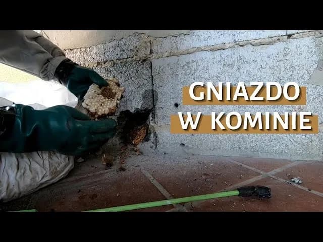 Jak bezpiecznie i legalnie usunąć gniazdo kawek z komina - porady kominiarza Jak bezpiecznie i legalnie usunąć gniazdo kawek z komina - porady kominiarza